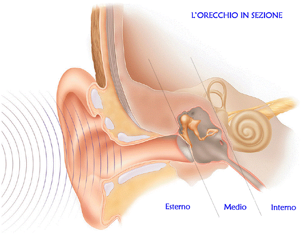 Anatomia orecchio