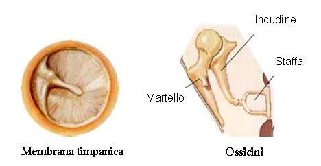 Timpano, martello, incudine e staffa