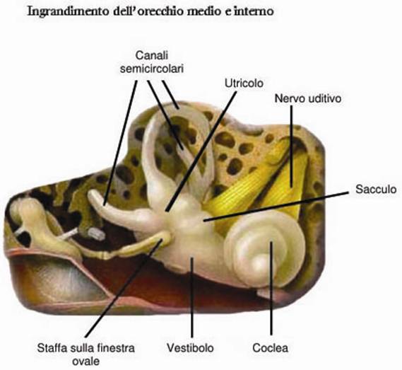 Orecchio interno